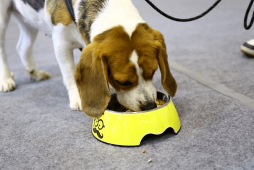 第5屆蘇州寵物展第一天概況