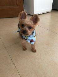 米倍寵物精品酒店 寵物衣架服務評價全解析